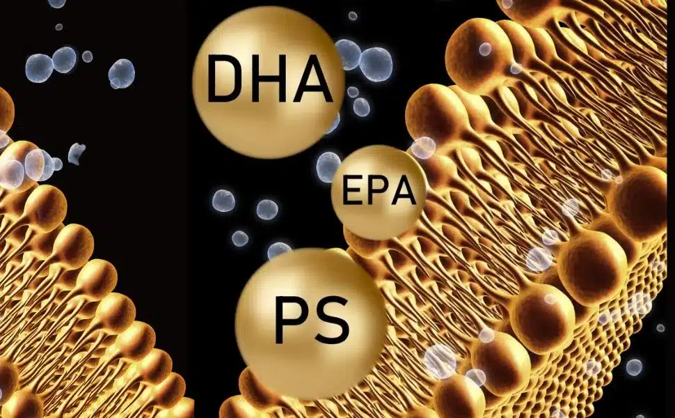 DHA y fosfatidilserina: dos mejor que uno